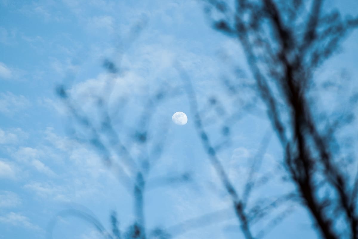A pale moon suspended between blurred winter branches