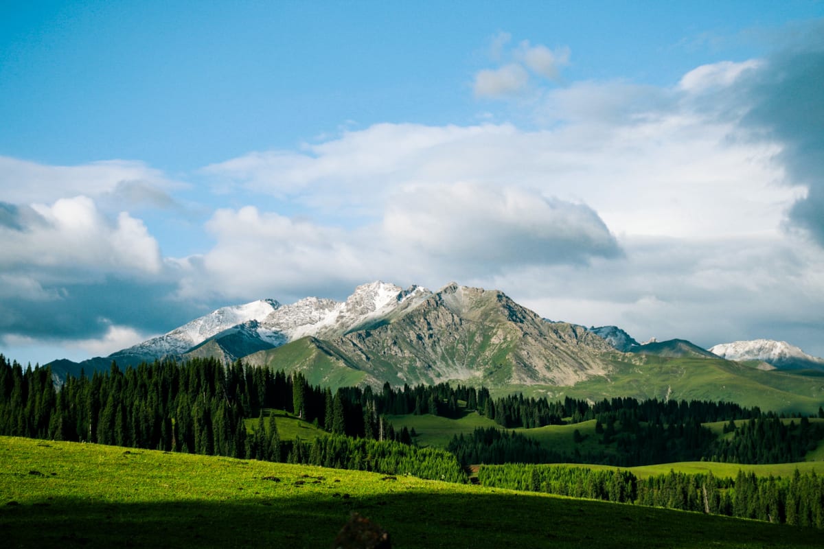 Snow-capped mountains beyond an evergreen forest and sunlit meadow