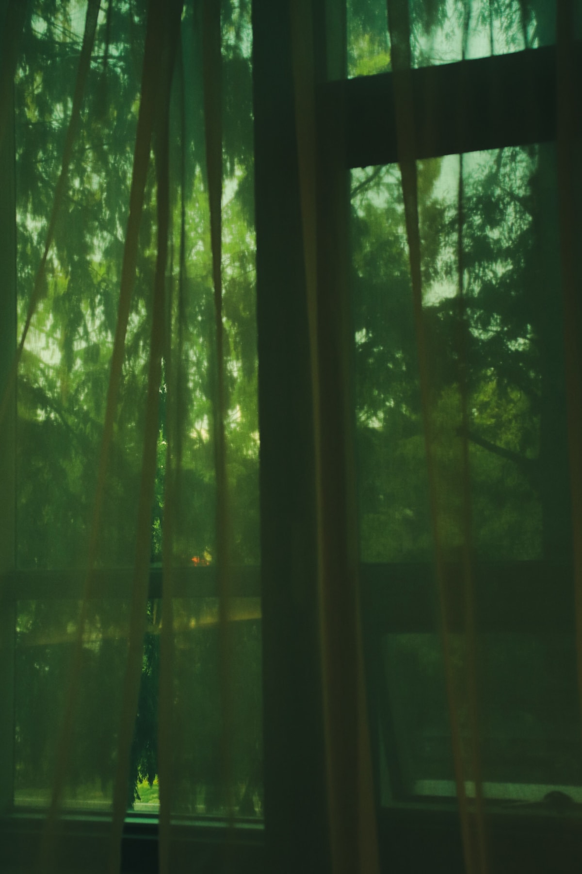 Trees glowing green through layered translucent curtains