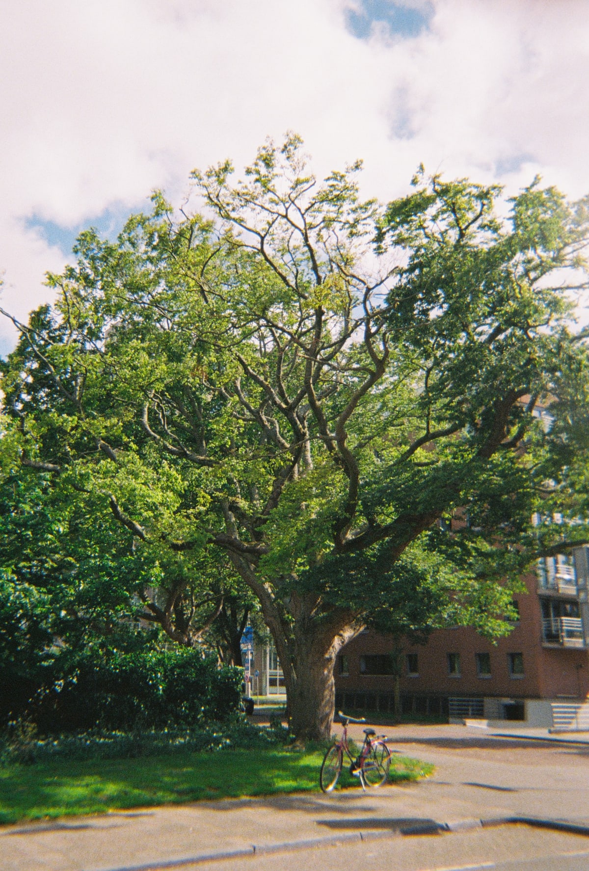 A bicycle resting beneath a large sunlit tree