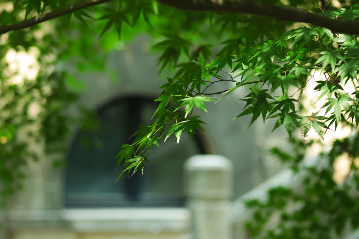 Fresh green maple leaves framing a quiet stone building