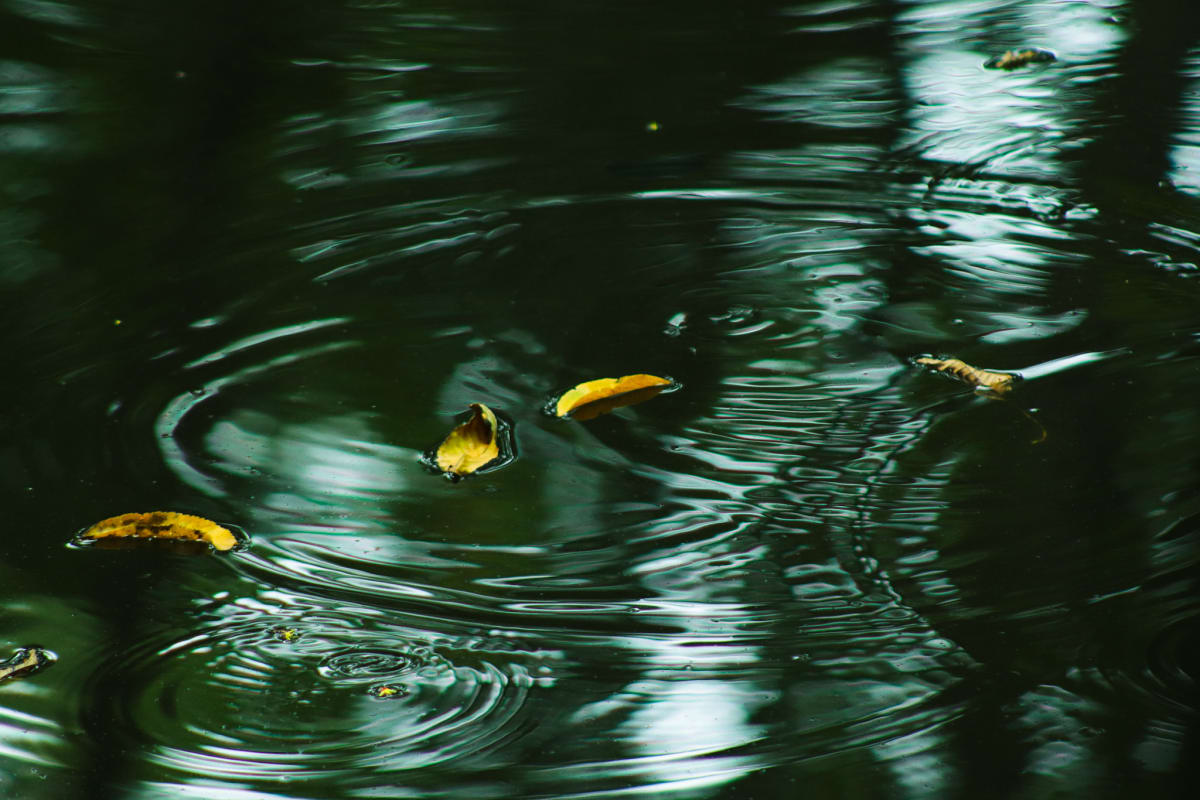 Yellow leaves floating among concentric ripples on dark green water