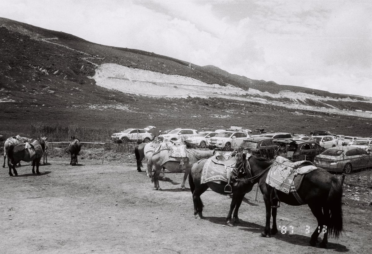 A black-and-white photograph of saddled horses beside a mountain road