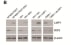 Image thumbnail for Anti-EBV Latent Membrane Protein 1 [CS 1-4]