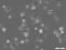 Image thumbnail for HEK293A EGFP-LC3 Cell Line