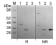 Image thumbnail for Endo-β-N-acetylglucosaminidase (Endo Tv), Enzyme