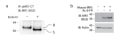 Image thumbnail for Anti-MR1 [8G3] monoclonal antibody