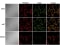 Image thumbnail for Anti-Integrin b3 [MHF4]