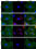 Image thumbnail for Anti-RSV Nucleoprotein [1C3]