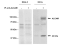 Image thumbnail for Anti-ALCAM AZN-L51 (IgG1) [AZNL51] monoclonal antibody