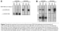 Image thumbnail for Anti-CLEC16A [7A4] monoclonal antibody