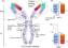 Image thumbnail for Anti-cyanotoxin (MC-LR) scAb recombinant antibody