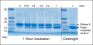 Image thumbnail for Endo-β-N-acetylglucosaminidase (Endo Tv), Enzyme