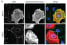 Image thumbnail for Anti-RSV G Glycoprotein [133]