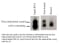 Image thumbnail for Anti-N6-methyladenosine (m6A) [17-3-4-1]