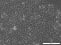 Image thumbnail for CMT 167 Cell Line