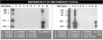 Image thumbnail for Anti-Cytochrome P450 1A1, 1A2 [MC1]