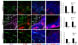 Image thumbnail for Anti-TNC-C [2D3.1] monoclonal antibody