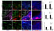 Image thumbnail for Anti-TNC-C [3F4.1] monoclonal antibody