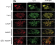 Image thumbnail for Anti-Myelin Basic Protein (region Thr98) [98/P12]