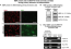 Image thumbnail for Anti-Myelin Basic Protein [MBP40]