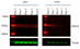 Image thumbnail for Histone deacetylase 3 (HDAC 3) knockout mouse embryonic stem cell line