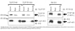 Image thumbnail for Anti-PTP1B-OX, Recombinant [scFvs 45]