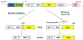 Image thumbnail for pTO-sp-XBP1-NLuc-FRT XBP1 splicing reporter plasmid