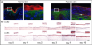 Image thumbnail for Anti-pan-late cornified envelope 3, pan-LCE3 [7] monoclonal antibody