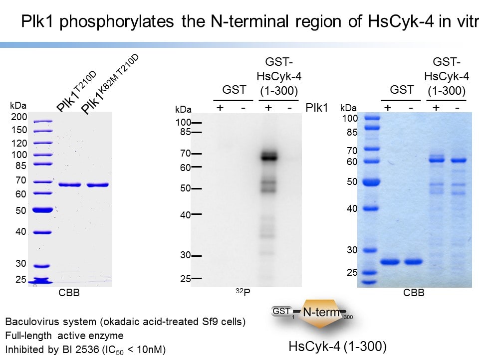 Image thumbnail for Anti-Phospho RacGAP1 (Ser157), Polyclonal [pS157 HsCyk-4]