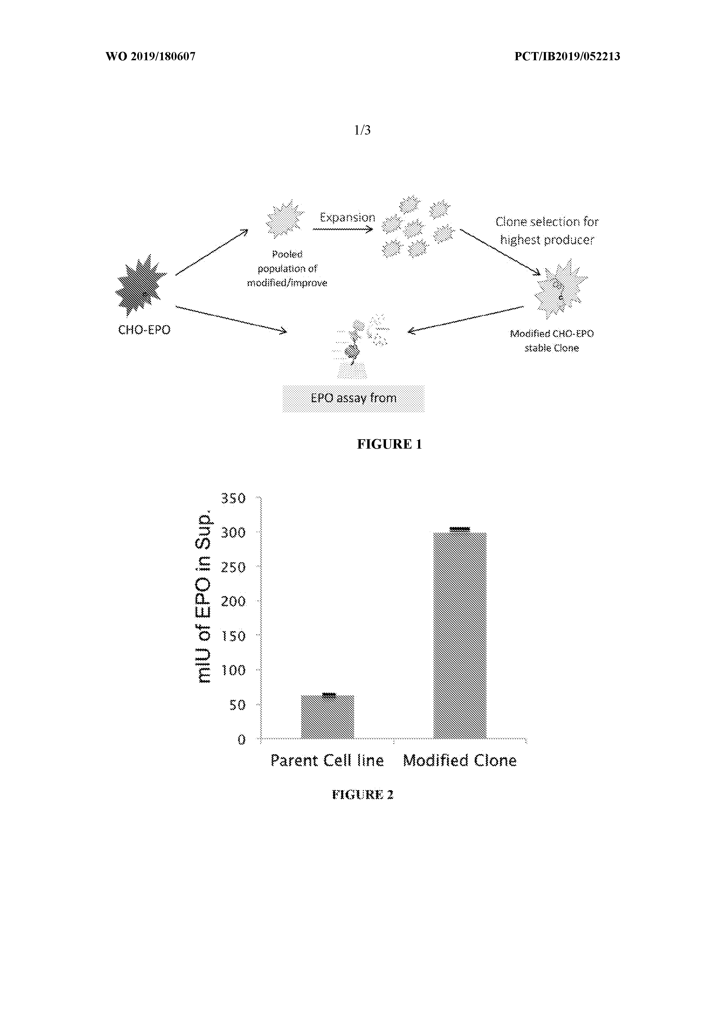 Image thumbnail for Recombinant CHO-K1 cell line with integrated Technology for enhanced production of Human Erythropoietin protein, in Adherent Cells