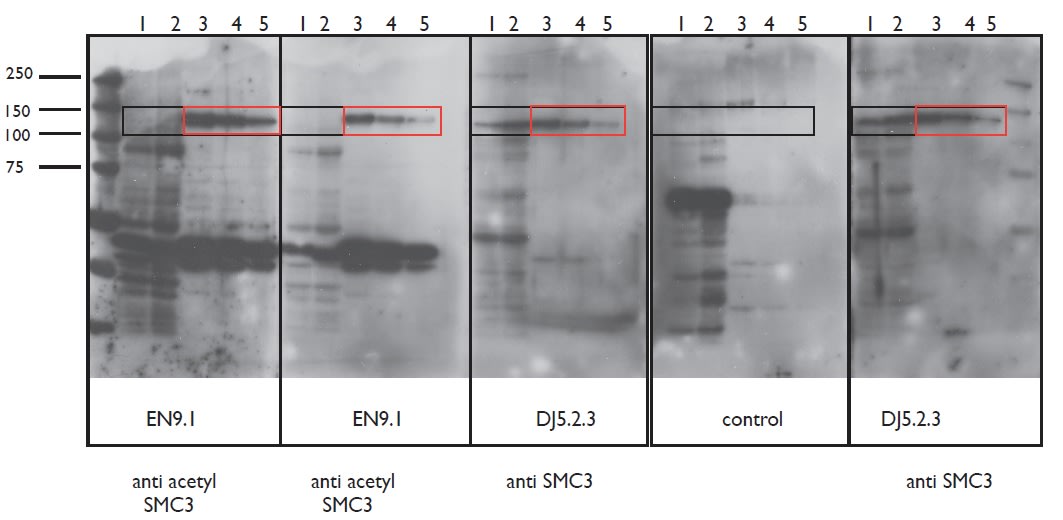 Image thumbnail for Anti-Acetyl SMC3 [EN9.1]