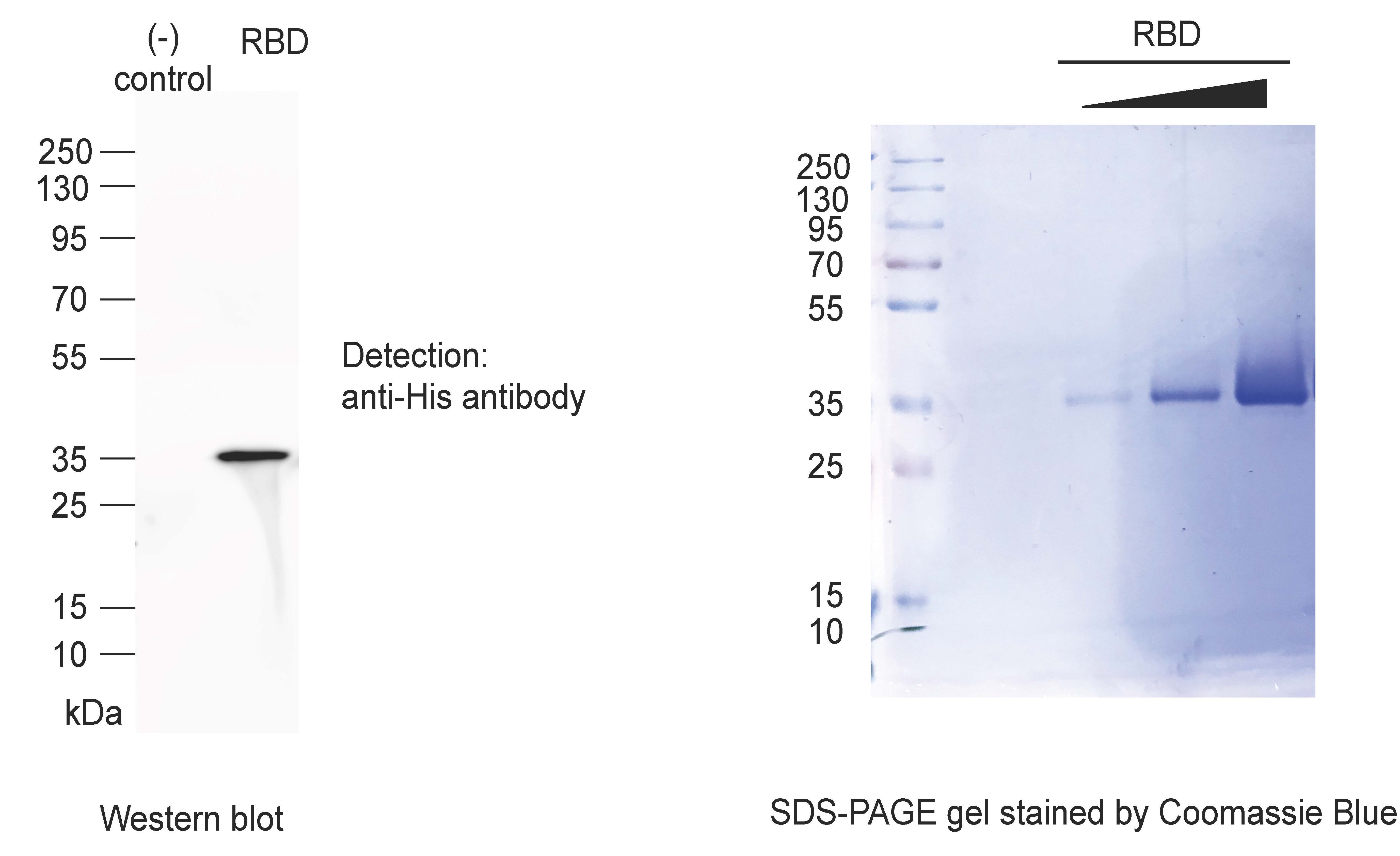 Image thumbnail for SARS-CoV-2 RBD fragment cell line