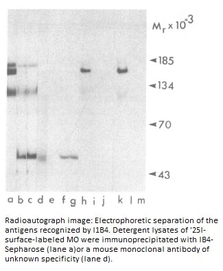 Image thumbnail for Anti-CD18 [IB4]