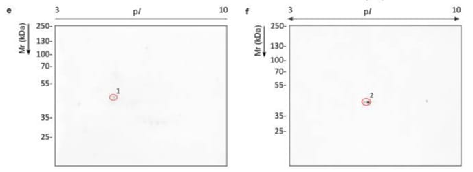 Image thumbnail for Anti-Alcohol dehydrogenase 1 [Ca37] monoclonal antibody