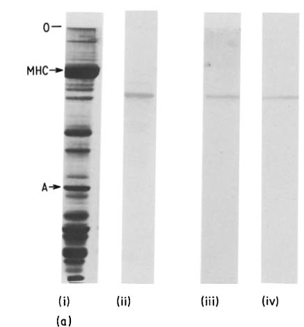 Image thumbnail for Anti-Fast Skeletal Muscle C-protein, Polyclonal [C-protein]
