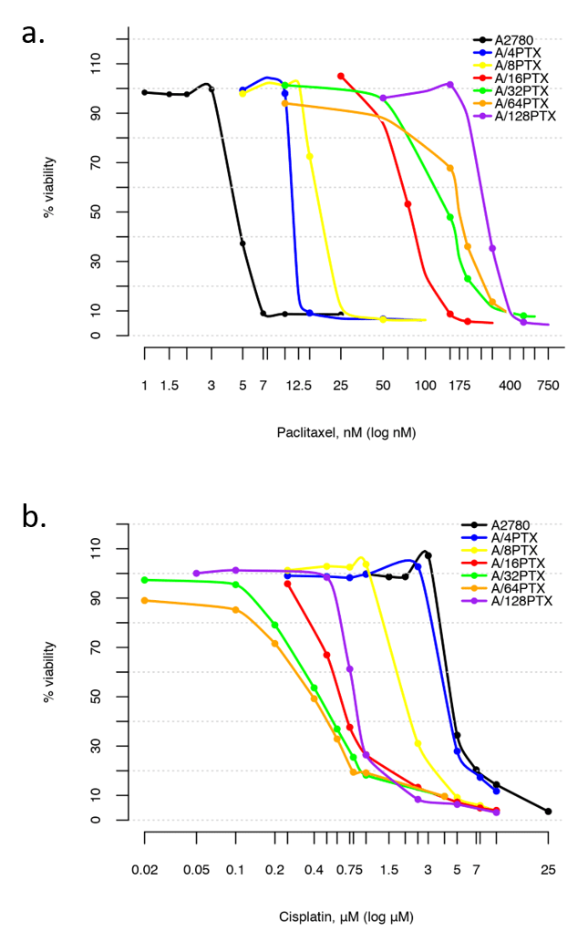 Image thumbnail for A2780  PTX(32) resistant cell line