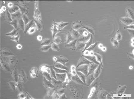 Image thumbnail for HeLa-Mitotrap Cell Line