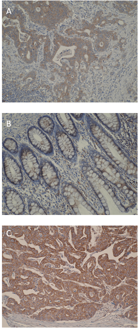 Image thumbnail for Anti-Cytochrome P450 27A1 [V29-P4B8*B2]