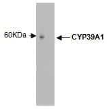 Image thumbnail for Anti-Cytochrome P450 39A1 [M30P6D6]