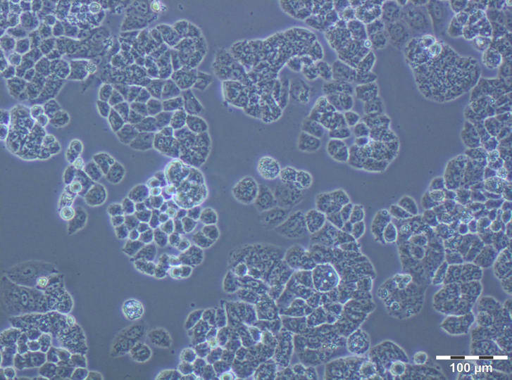 Image thumbnail for A2780  PTX(32) resistant cell line