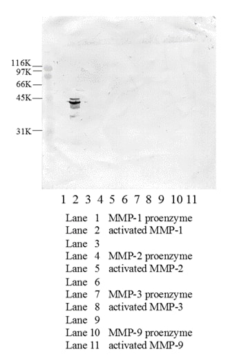 Image thumbnail for Anti-activated MMP1 [5C10]