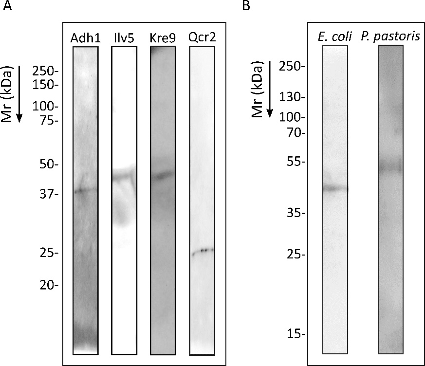 Image thumbnail for Cell wall synthesis protein KRE9-producing Escherichia coli bacterial culture