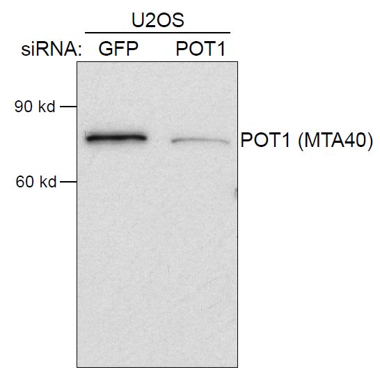 Image thumbnail for Anti-POT1, Polyclonal [MTA40]