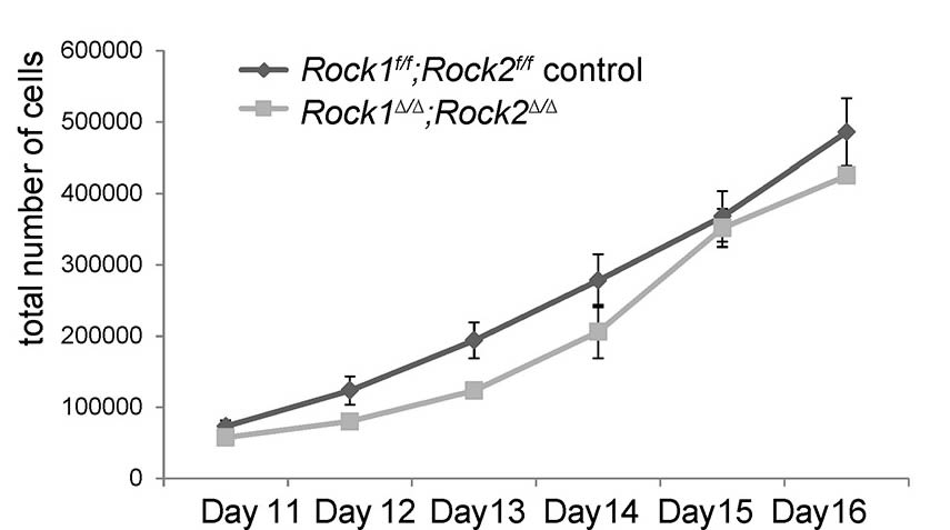 Image thumbnail for ROCK1 Floxed Mouse