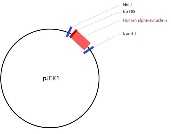 Image thumbnail for pJEK1 Alpha-Synuclein Vector