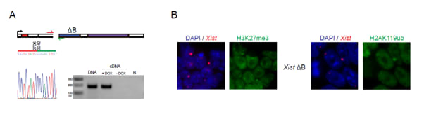 Image thumbnail for Xist-TetOP mutant: ΔB cell line