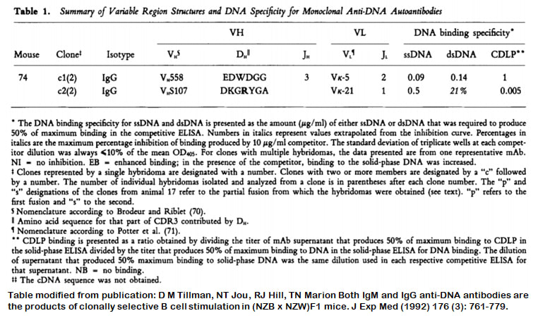 Image thumbnail for Anti-DNA [m74-c2] monoclonal antibody