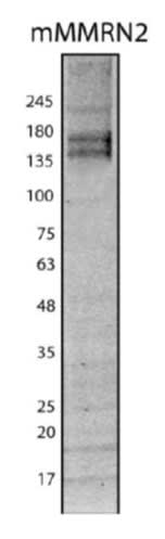 Image thumbnail for Anti-mMMRN2  [mMMRN2] monoclonal antibody