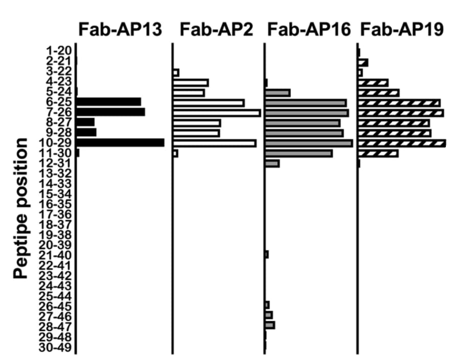 Image thumbnail for Anti-uncarboxylated osteocalcin (ucOC) [Fab-16] recombinant antibody